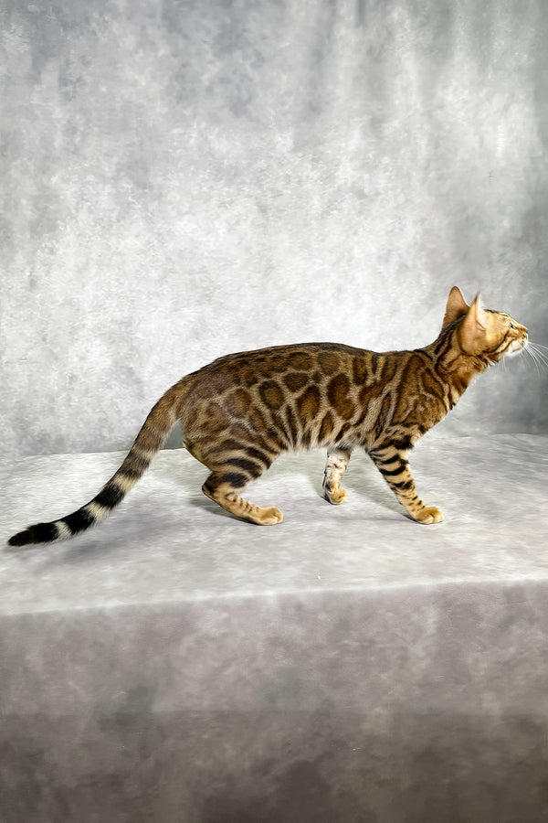 Glory bengal kitten with sepia spotted tabby coat and bold black rings on tail backed by comprehensive health guarantee