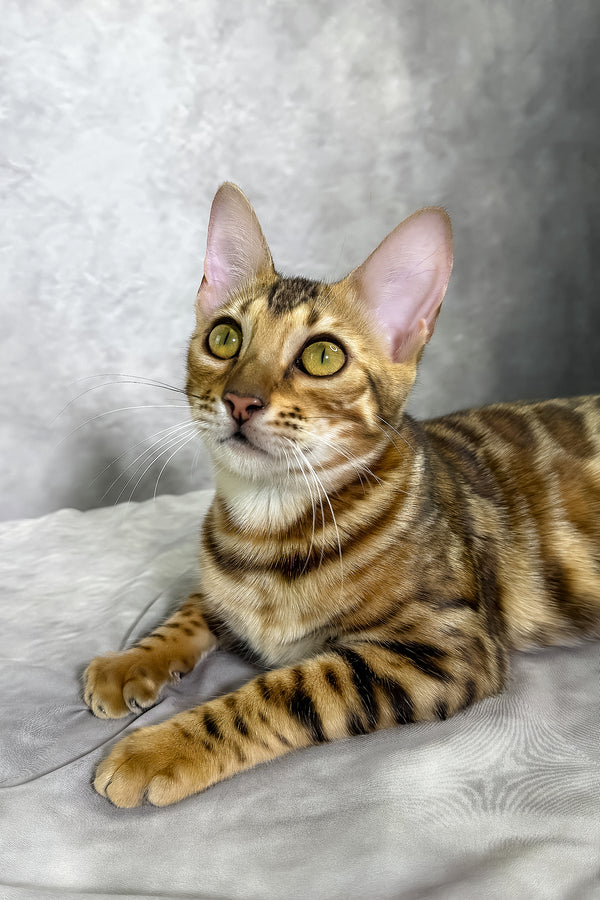 Glory bengal kitten with striking golden eyes and sepia spotted tabby coat lounges on soft gray fabric with health guarantee