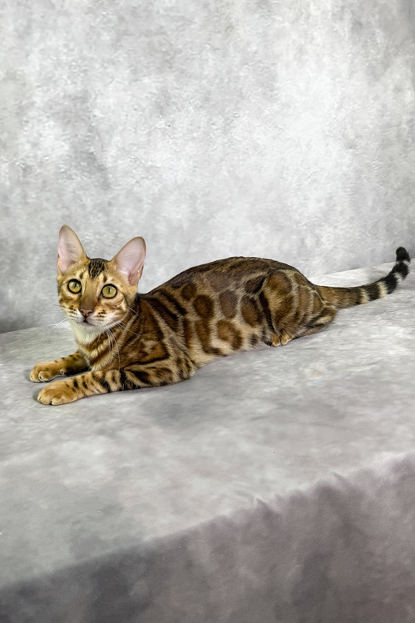 Glory bengal kitten with sepia spotted tabby markings and piercing green eyes rests on a textured gray surface with comprehensive health guarantee