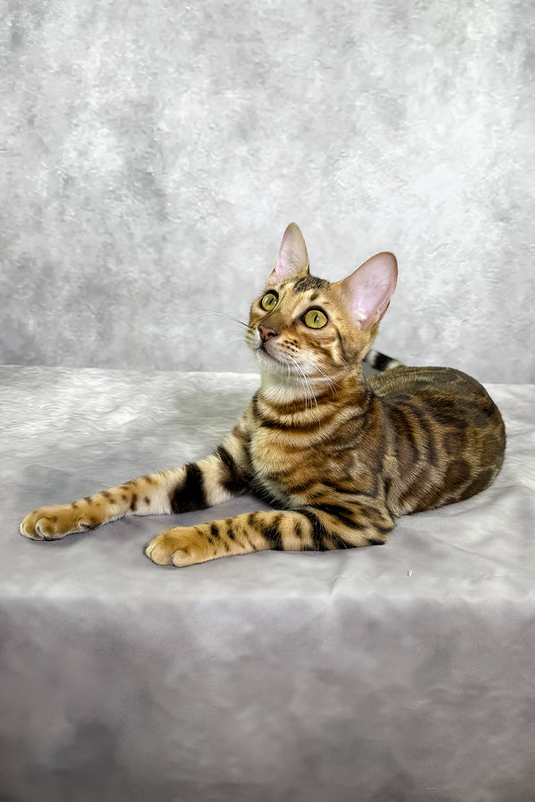 A sleek bengal kitten with a sepia spotted tabby coat lounges on a soft gray surface with a comprehensive health guarantee