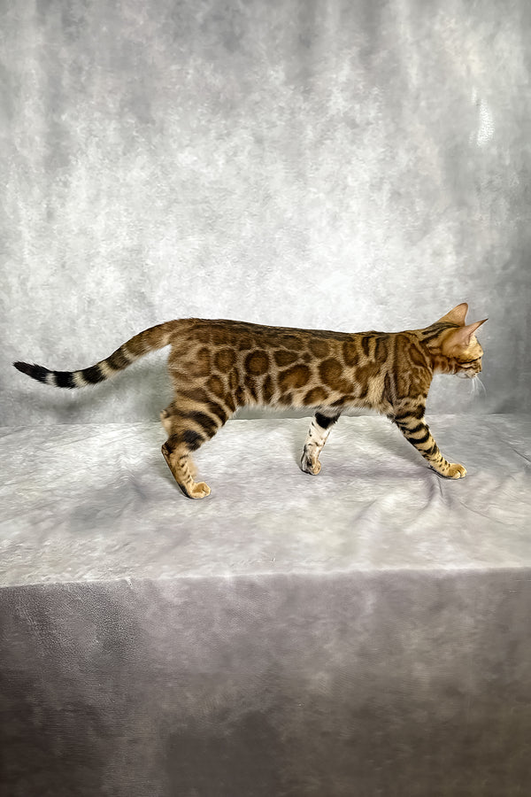 Glory bengal kitten sepia spotted tabby with sleek tan and black coat and bold black ringed tail under comprehensive health guarantee