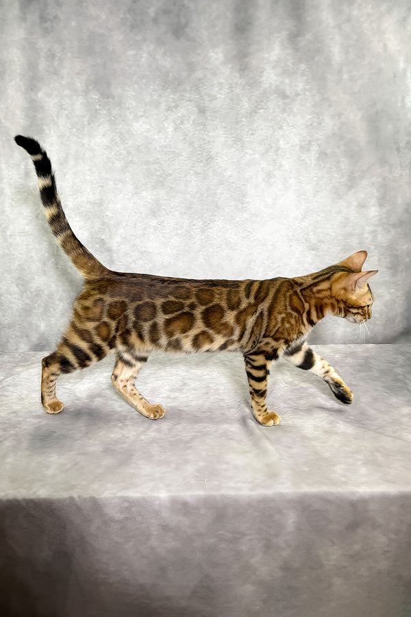 A sleek bengal kitten with a sepia spotted tabby golden coat strides gracefully with comprehensive health guarantee