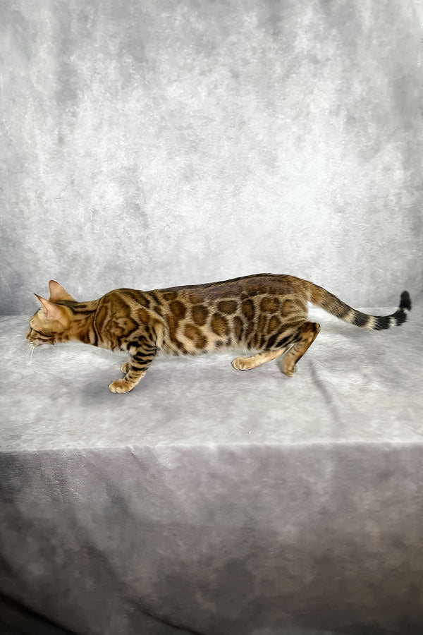 Glory bengal kitten with tan and brown sepia spotted tabby coat and striped tail stands on soft gray surface with health guarantee