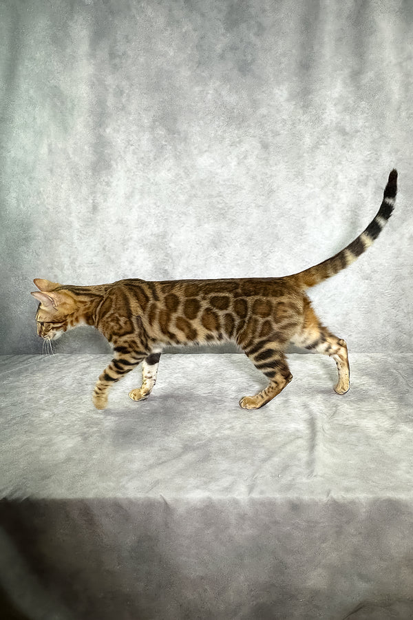 A sleek bengal kitten with a golden brown sepia spotted tabby coat walks gracefully with a comprehensive health guarantee