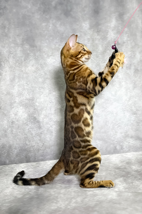 A sleek golden-brown bengal kitten with sepia spotted tabby markings reaching for a pink string toy with a comprehensive health guarantee