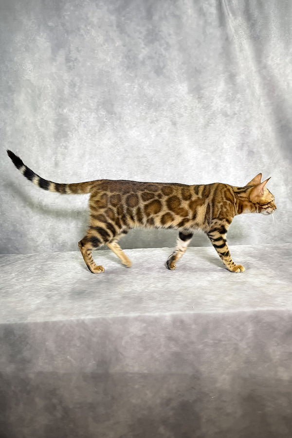 A sleek bengal kitten with a golden-brown sepia spotted tabby coat walks gracefully on a textured gray surface with a comprehensive health guarantee