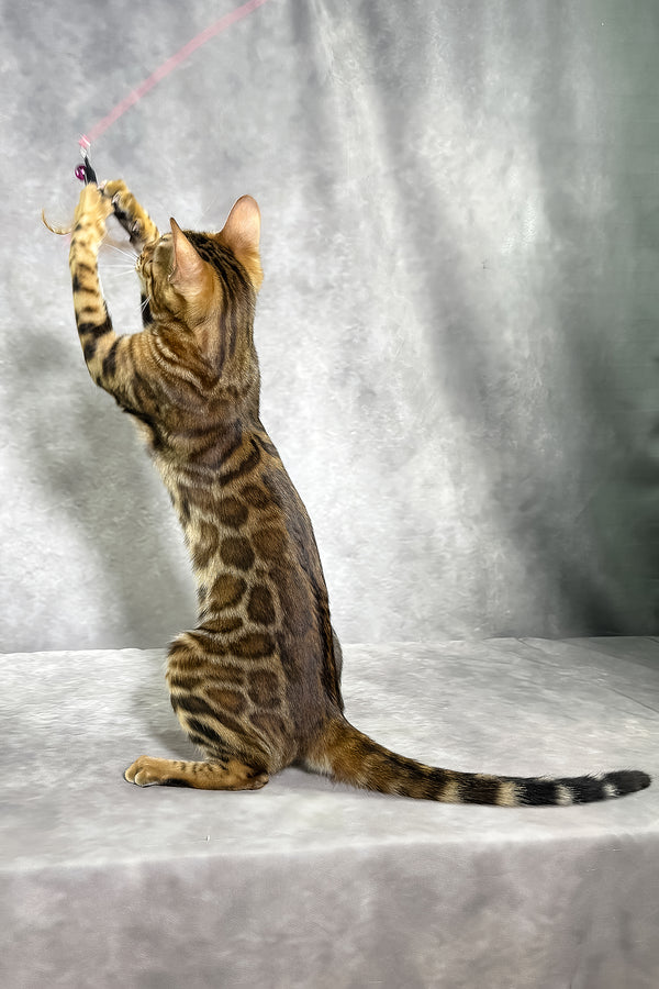 A bengal kitten with golden sepia spotted tabby fur plays standing up, backed by a comprehensive health guarantee