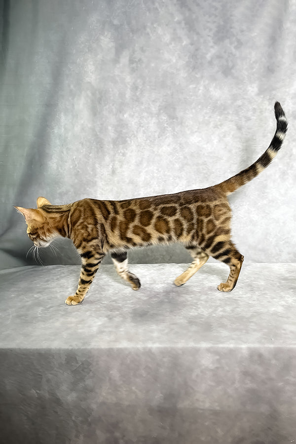 A sleek tan and black sepia spotted tabby bengal kitten named glory with a long striped tail and comprehensive health guarantee