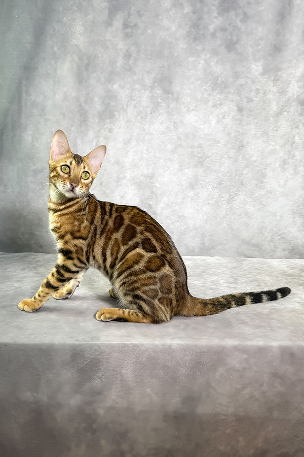 A sleek bengal kitten with golden brown fur and sepia spotted tabby rosettes sits on a textured gray surface with comprehensive health guarantee