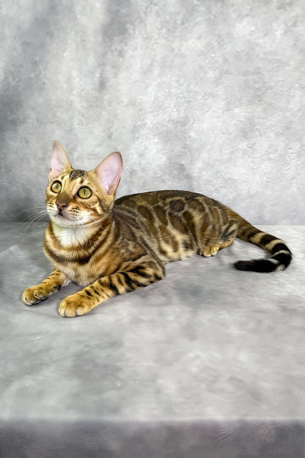 Glory bengal kitten with golden sepia spotted tabby coat and green eyes resting on textured gray surface with health guarantee