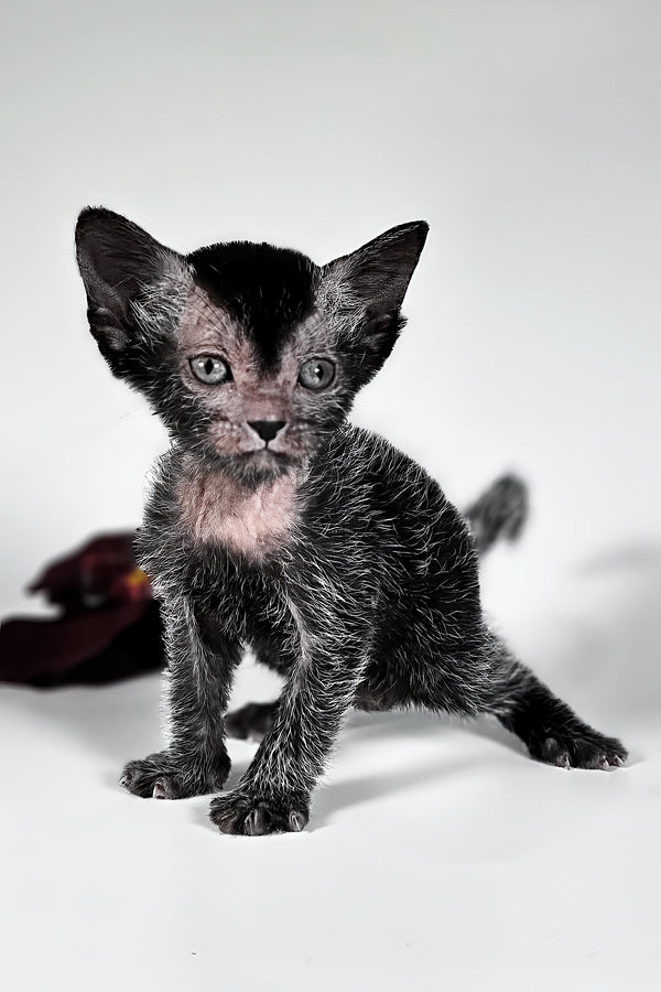 Goliath | Lykoi Kitten