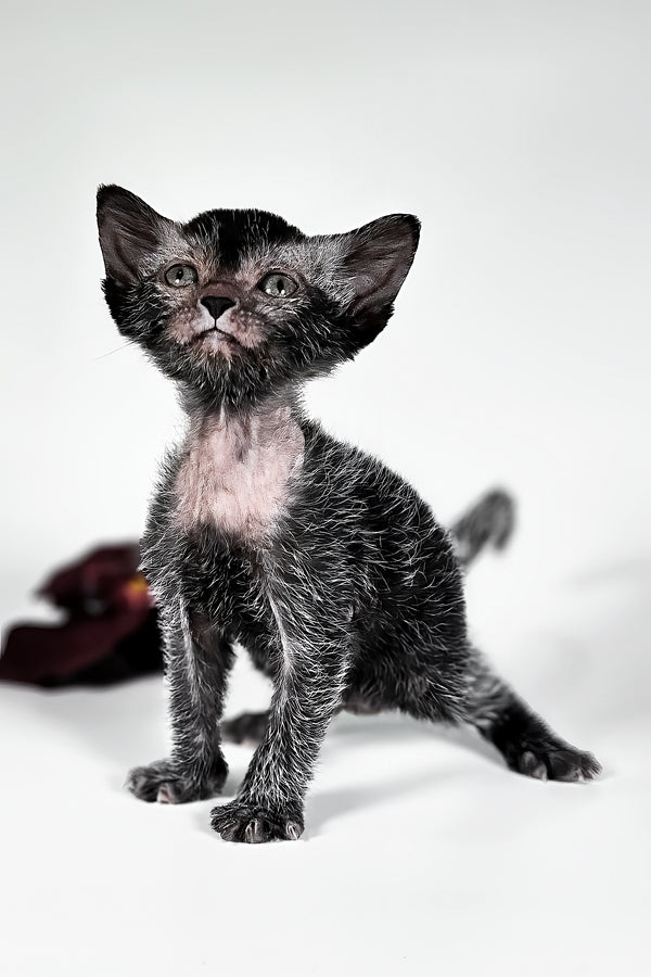Goliath | Lykoi Kitten