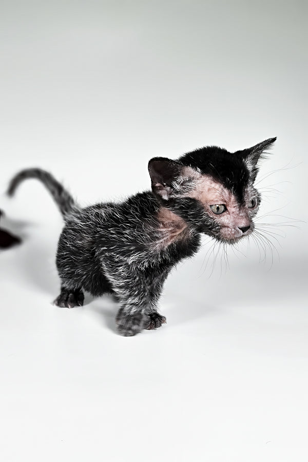 Goliath | Lykoi Kitten