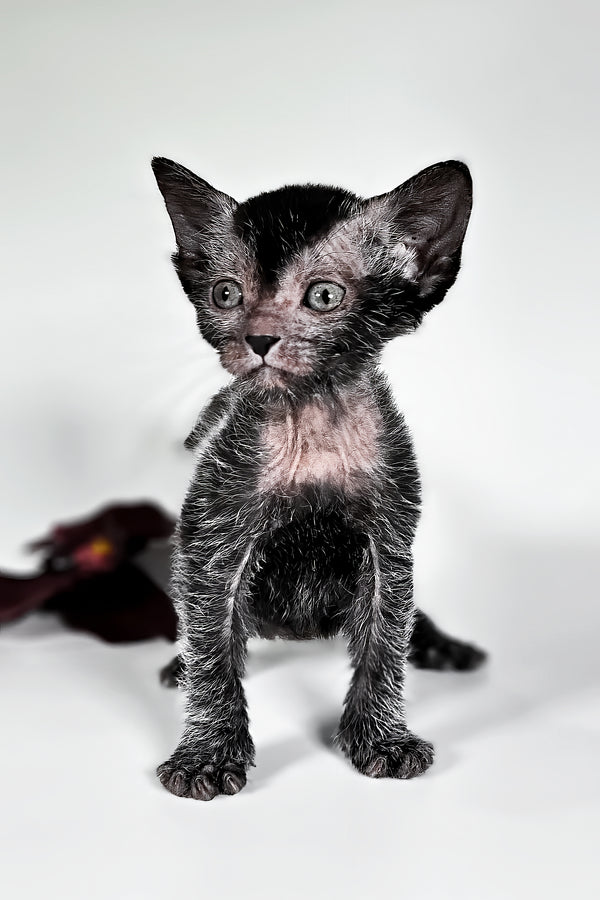 Goliath | Lykoi Kitten