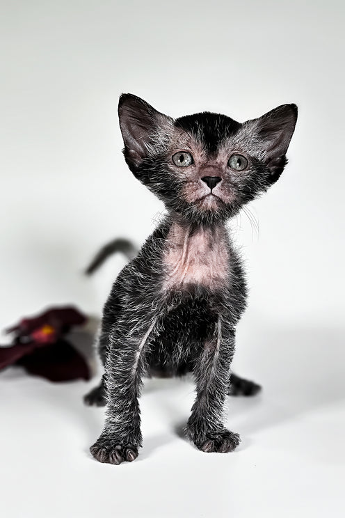 Goliath | Lykoi Kitten