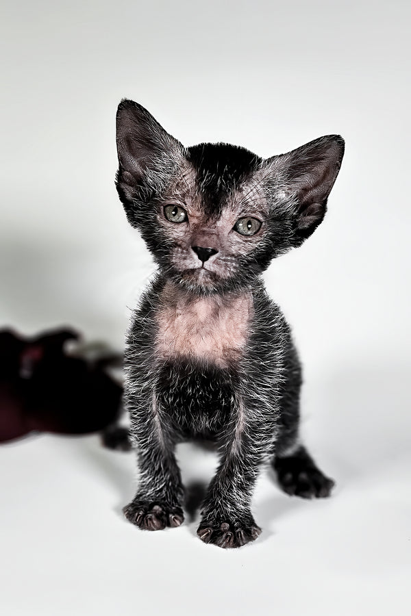Goliath | Lykoi Kitten