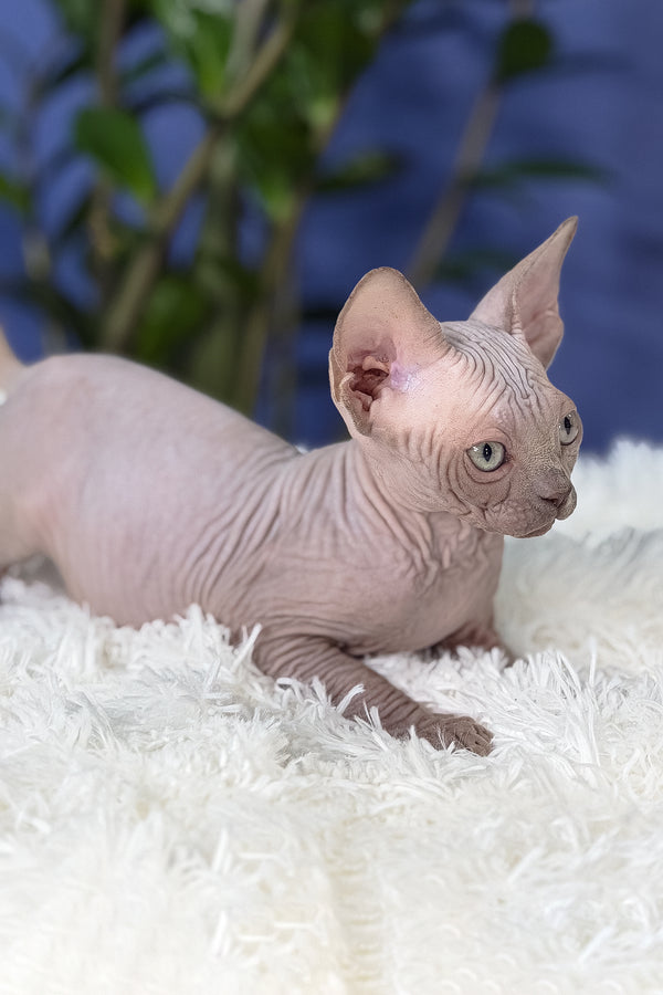 Bunny | Canadian Sphynx Kitten