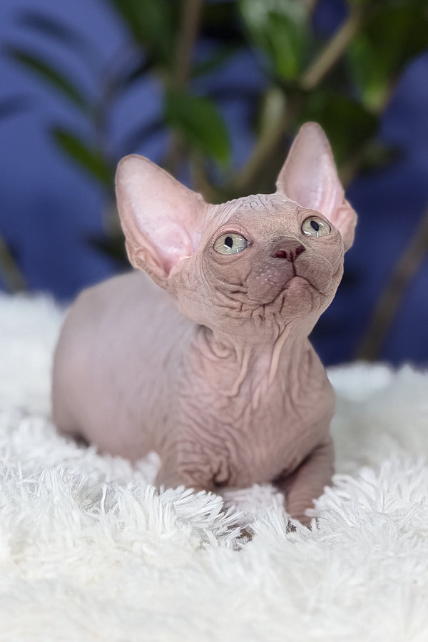 Bunny | Canadian Sphynx Kitten