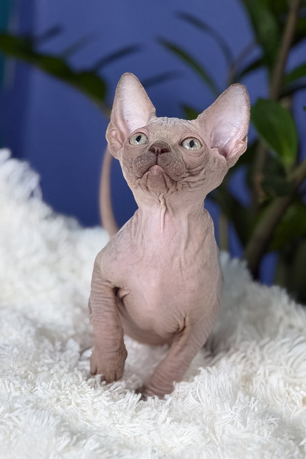 Bunny | Canadian Sphynx Kitten