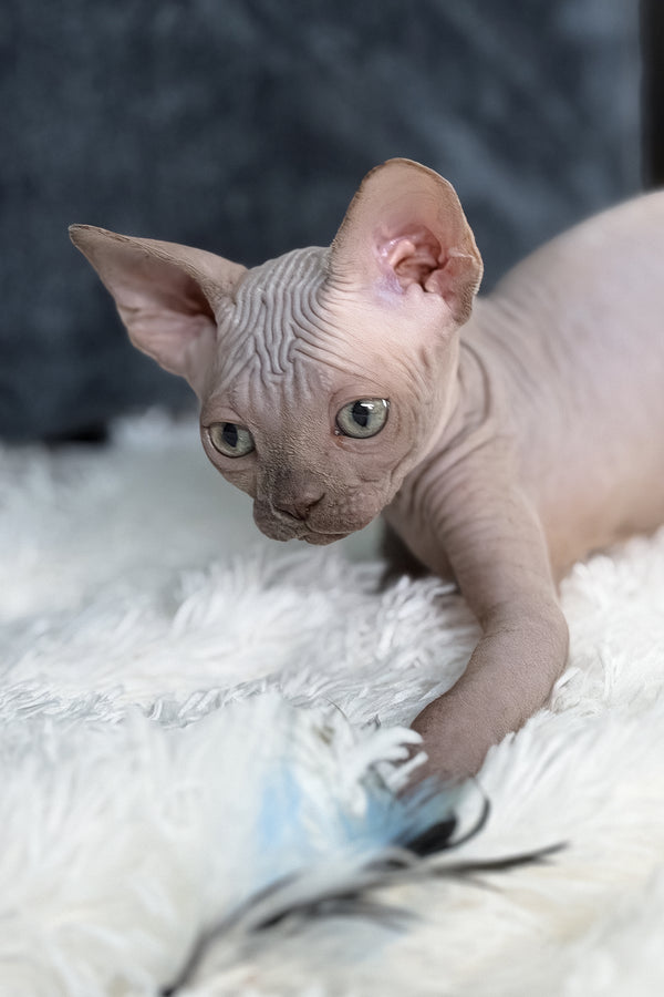 Bunny | Canadian Sphynx Kitten