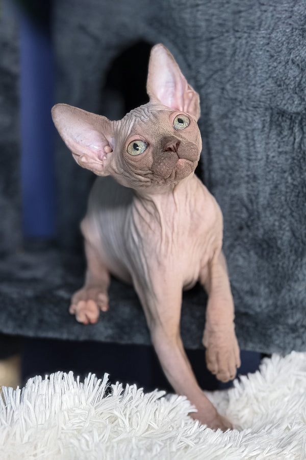 Bunny | Canadian Sphynx Kitten