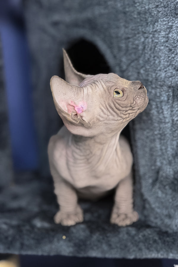 Bunny | Canadian Sphynx Kitten