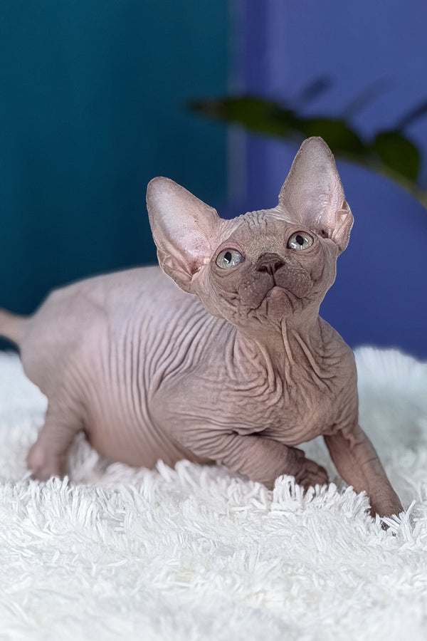 Bunny | Canadian Sphynx Kitten