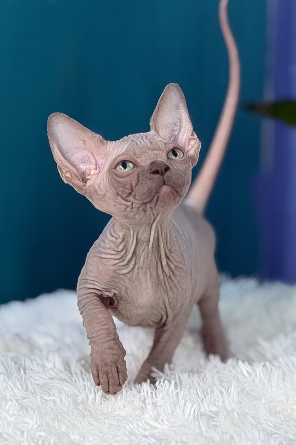 Bunny | Canadian Sphynx Kitten