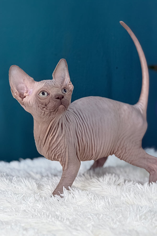 Bunny | Canadian Sphynx Kitten