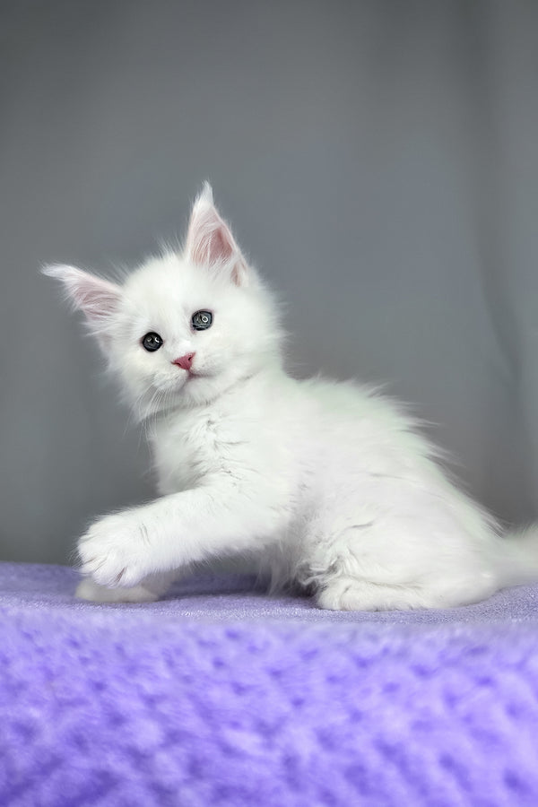 Gordon | Maine Coon Kitten