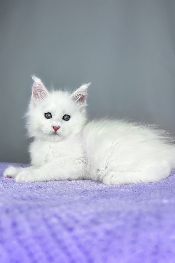 Gordon | Maine Coon Kitten