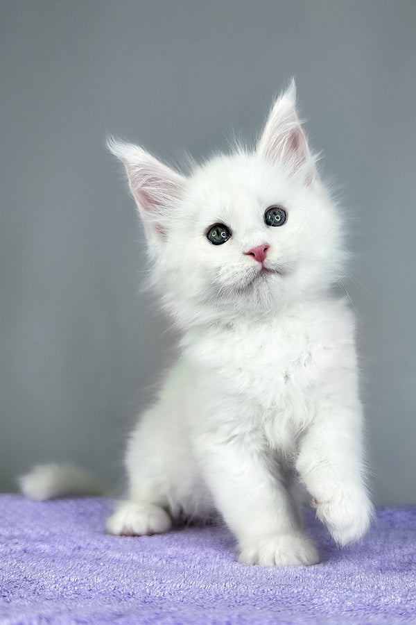 Gordon | Maine Coon Kitten