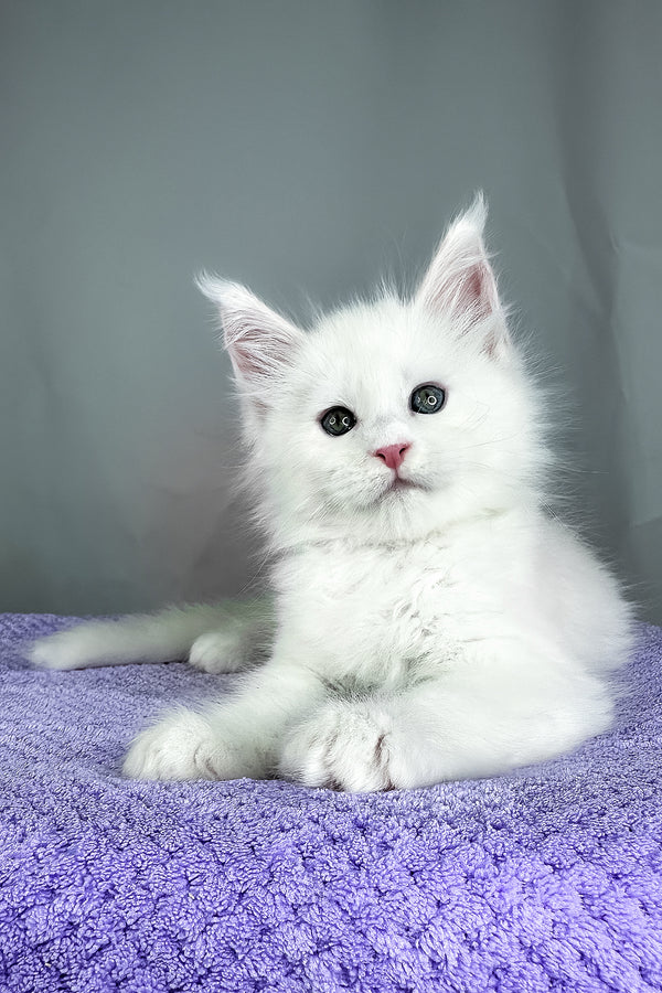 Gordon | Maine Coon Kitten