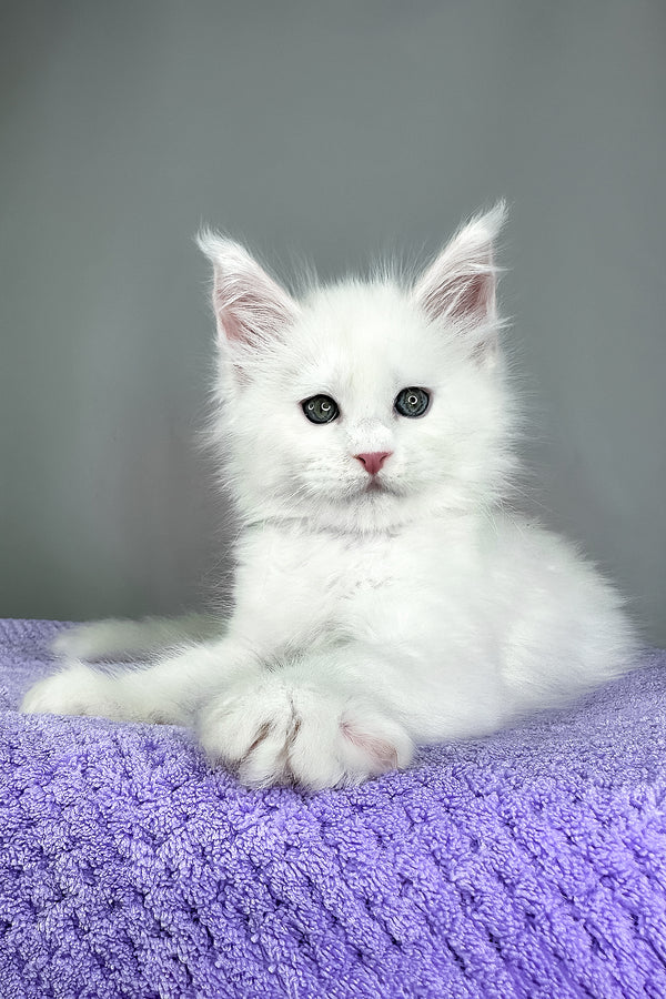 Gordon | Maine Coon Kitten