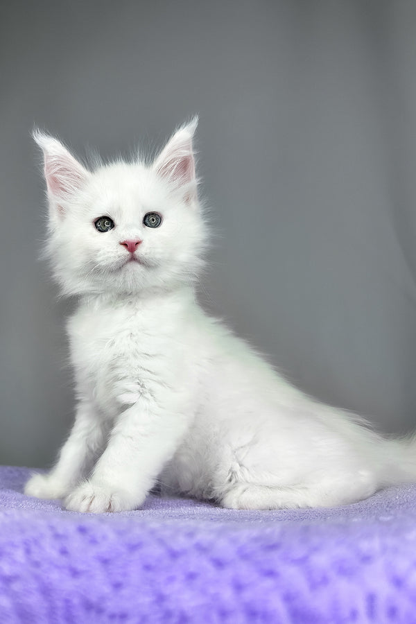 Gordon | Maine Coon Kitten