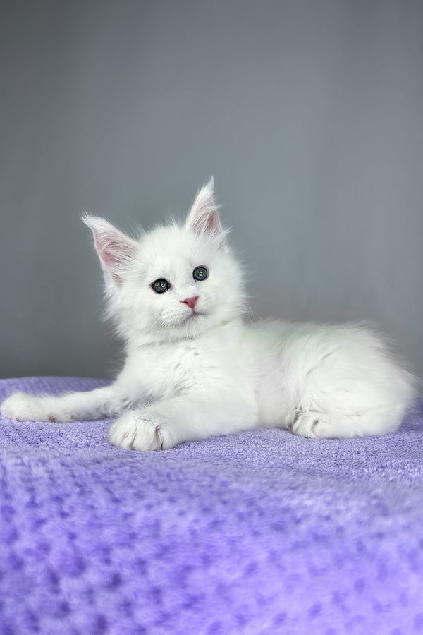Gordon | Maine Coon Kitten