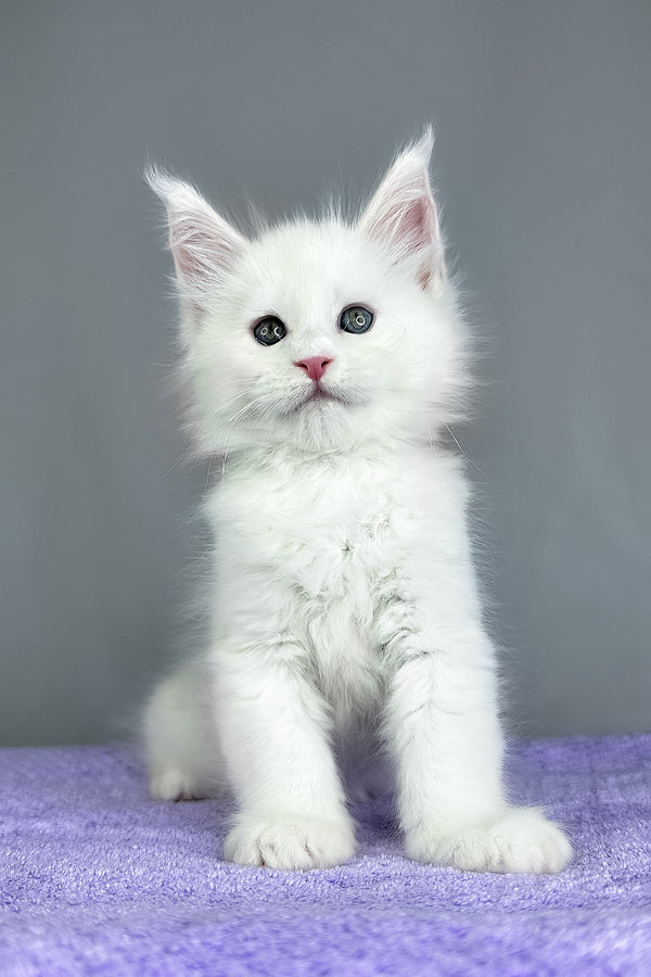 Gordon | Maine Coon Kitten