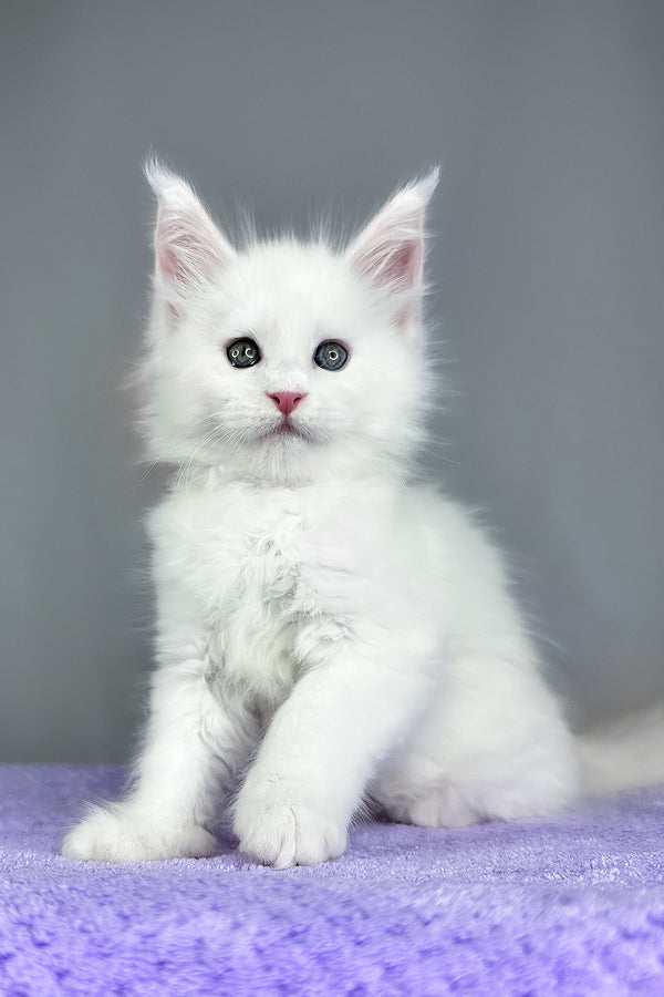 Gordon | Maine Coon Kitten