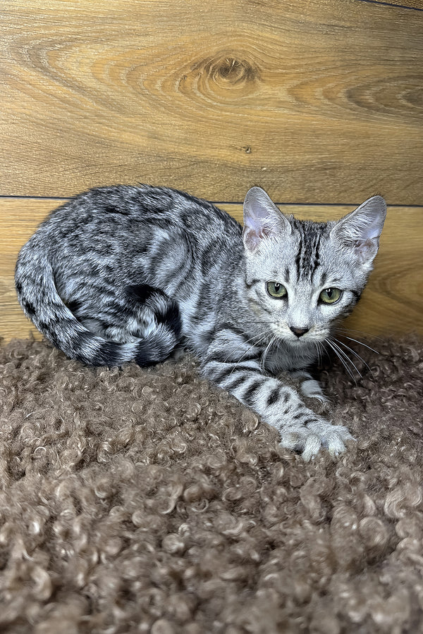 Gorge | Bengal Kitten