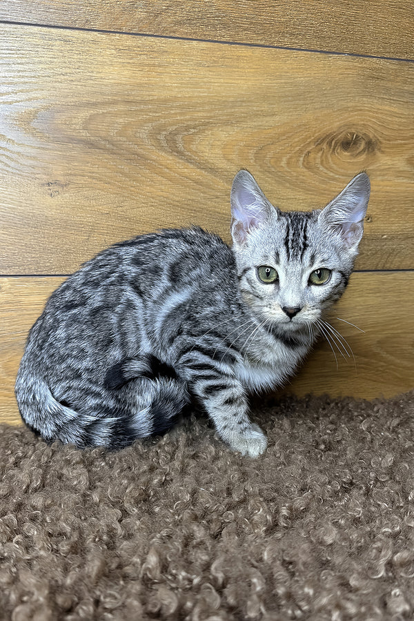 Gorge | Bengal Kitten