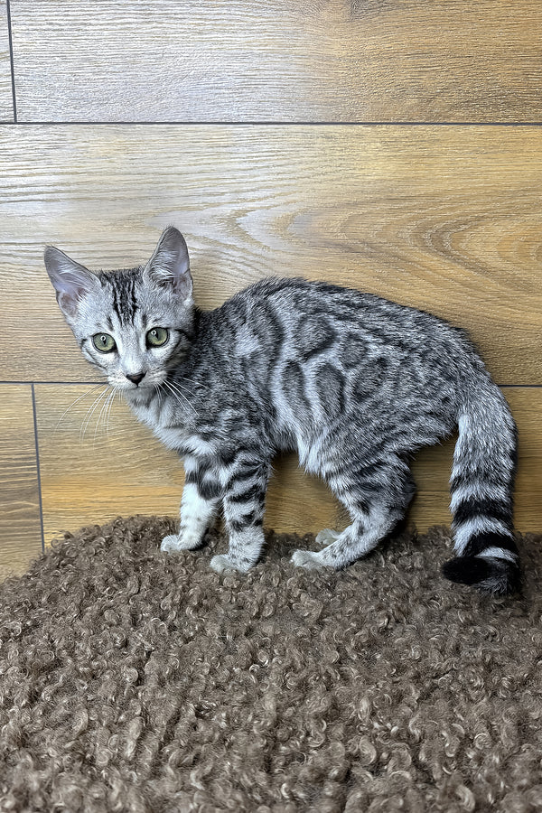 Gorge | Bengal Kitten