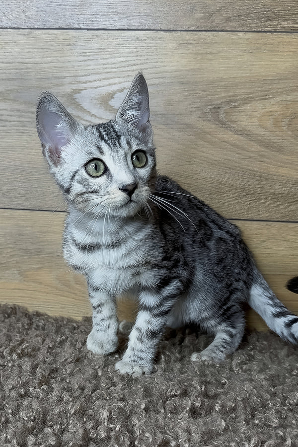Gorge | Bengal Kitten