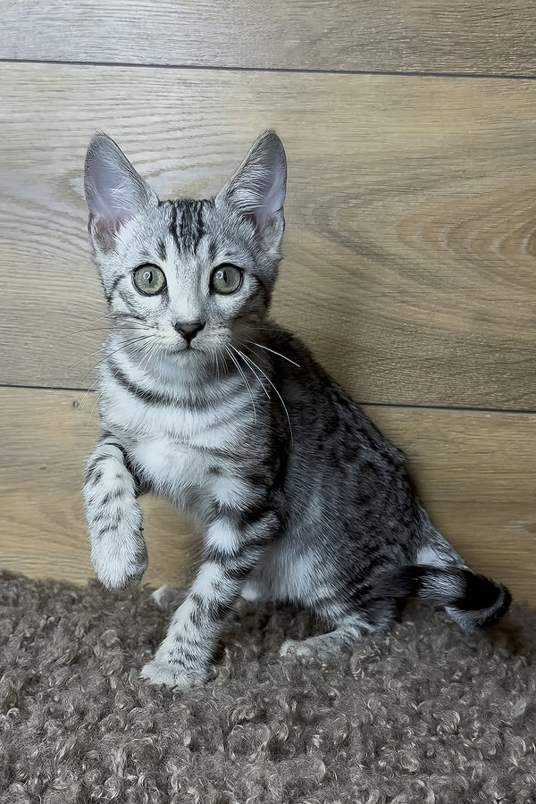 Gorge | Bengal Kitten