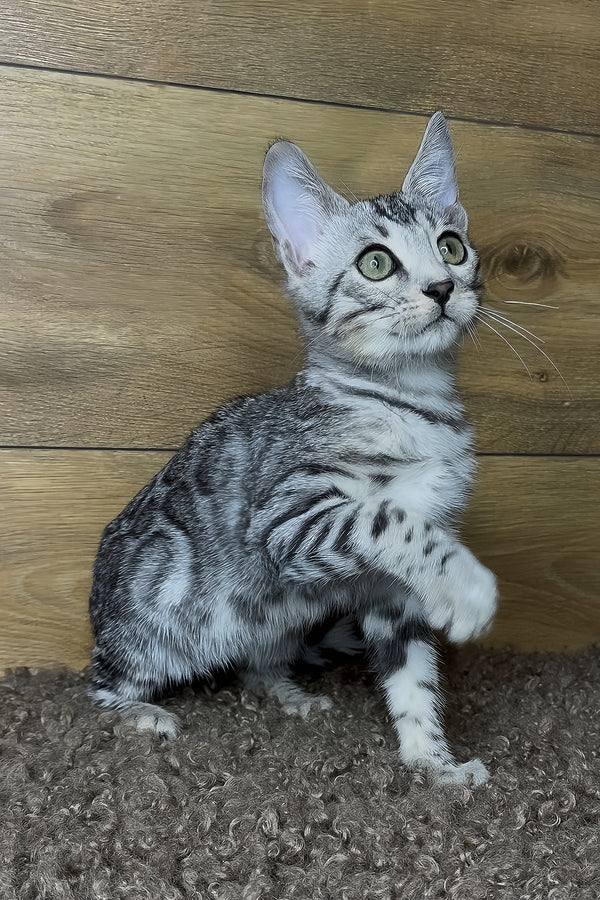 Gorge | Bengal Kitten