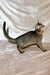 Fairy | Abyssinian Kitten