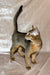 Fairy | Abyssinian Kitten