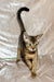 Fairy | Abyssinian Kitten
