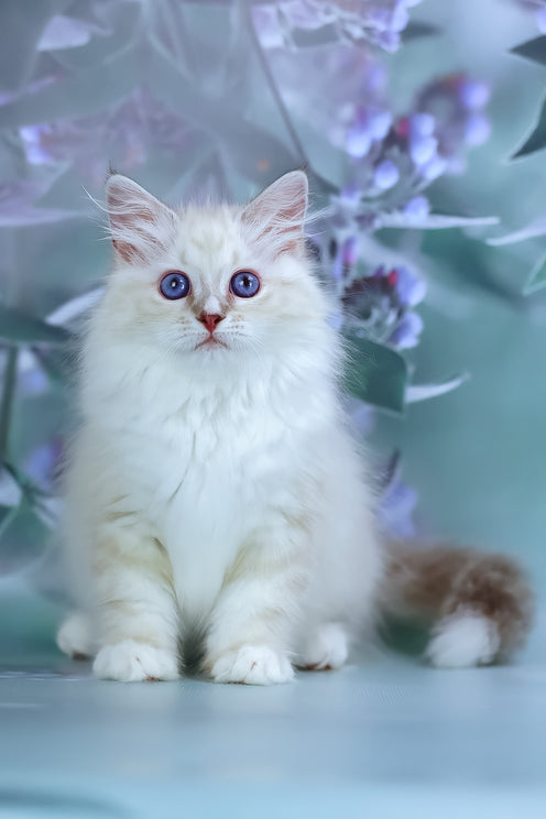 Grace | Siberian Kitten
