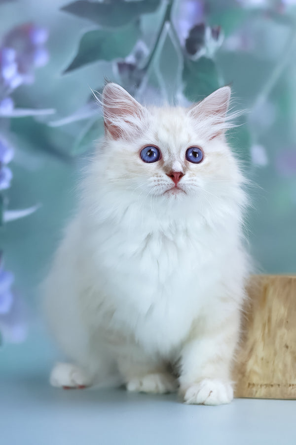 Grace | Siberian Kitten