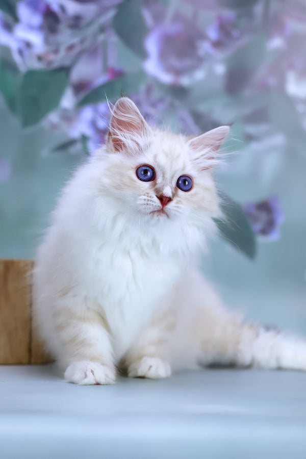 Grace | Siberian Kitten
